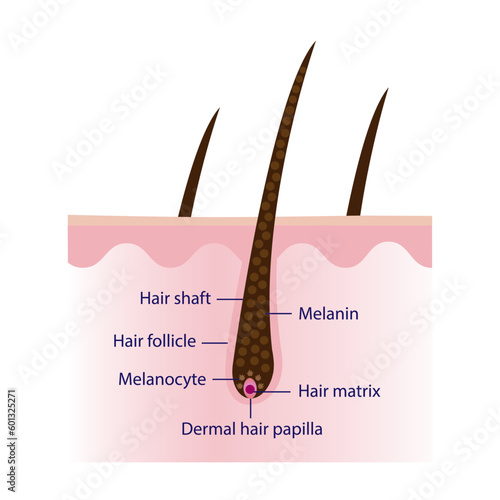 The mechanism of pigmented hair with scalp layer vector isolated on white background. Hair anatomy, hair structure, hair care concept illustration.