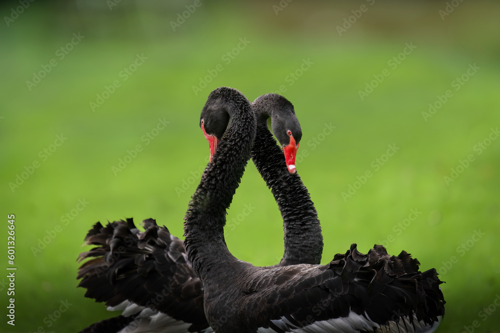Fototapeta premium Two beautiful black swans together creating a heart shape on green grass.