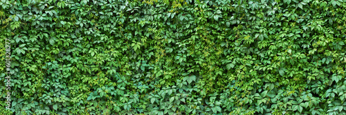 foliage plant background. hedge wall of green leaves. photo