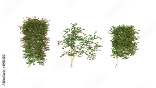 Slika na platnu 3d types of Chinese trumpet creeper trees isolated on white background