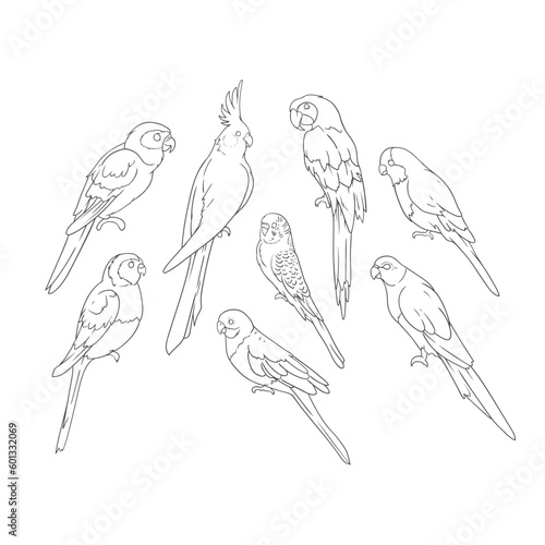 bird clip art set
