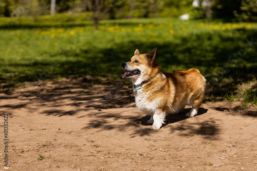 a corgi dog   taken on a sunny spring day