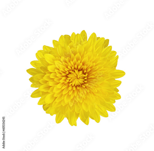 Fluffy blooming yellow chrysanthemum flower isolated on black background. Design element  cut out