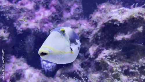 rare blackbar triggerfish of the baliste picasso with an exciting soup pattern photo