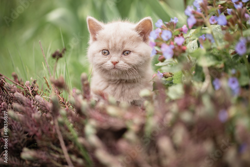 Obraz na plátne Babykatze spielt im Garten, Sommerzeit ist Urlaubszeit mit Haustier zu Hause