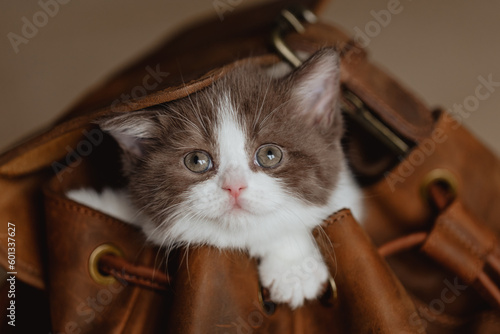 Wohnungskatze im Rucksack bereit für die Reise, Urlaub mit Katzenkind photo
