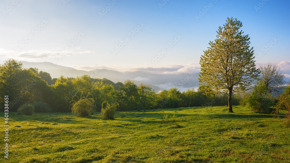 carpathian rural landscape at sunrise. tree on the grassy meadow in morning light. foggy valley and mountain ridge in the distance - obrazy, fototapety, plakaty 