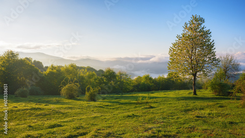 carpathian rural landscape at sunrise. tree on the grassy meadow in morning light. foggy valley and mountain ridge in the distance