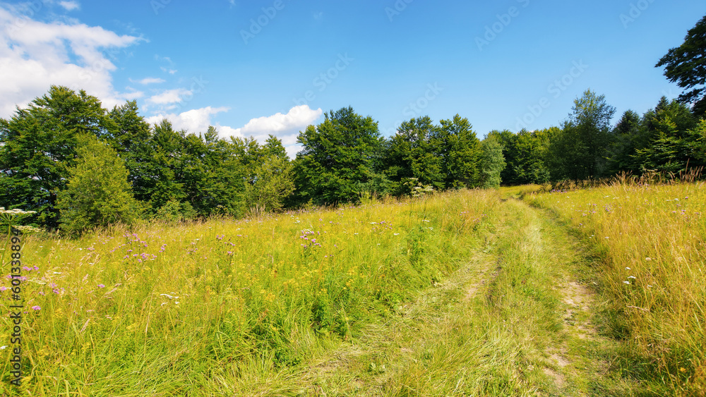 country road through the grassy meadow with herbs. primeval carpathian beech forest in the distance. wonderful journey in to the wilderness. warm sunny day in summer country road through the grassy meadow with herbs. primeval carpathian beech forest in the distance. wonderful journey in to the wilderness. warm sunny day in summer