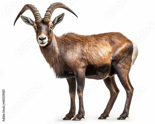 photo of ibex isolated on white background. Generative AI