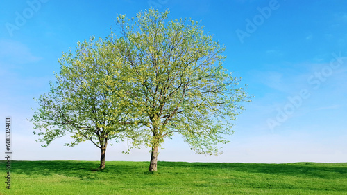 Tow trees on green field