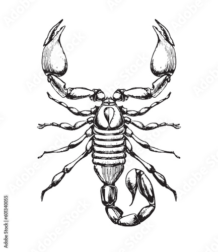 Scorpio zodiac sign, ink sketch, line tattoo, dangerous wild animal symbol, hand drawing isolated on white background. Vector illustration. © Tanya