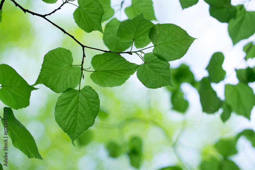 green leaves background in sunny day green leaves background in sunny day