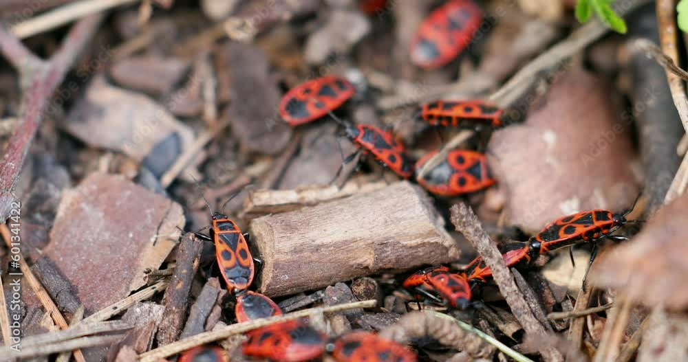 Firebugs insects Pyrrhocoris Apterus on the Ground. Springtime in Wild Nature. Beetles With a Red Spotted Back. Beautiful Wild Nature Firebugs insects Pyrrhocoris Apterus on the Ground. Springtime in Wild Nature. Beetles With a Red Spotted Back. Beautiful Wild Nature