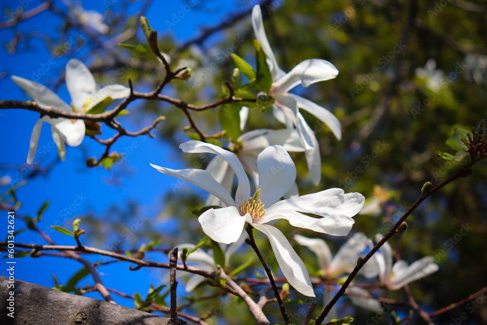 Selective focus. Spring background. White magnolia.