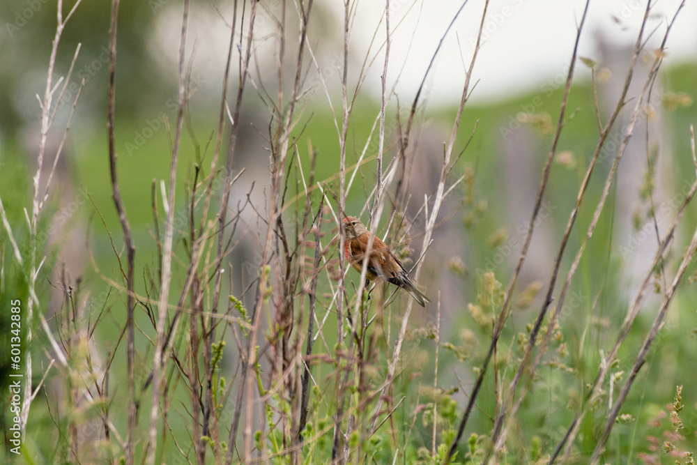 Linnet, linaria cannabina bird in the bushes