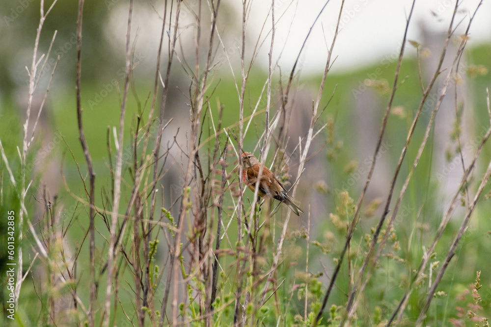 Obraz premium Linnet, linaria cannabina bird in the bushes