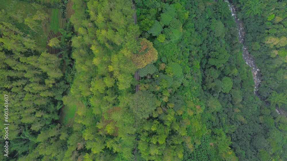 image from the top of the tree area, aerial photo