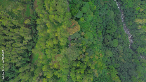 image from the top of the tree area, aerial photo