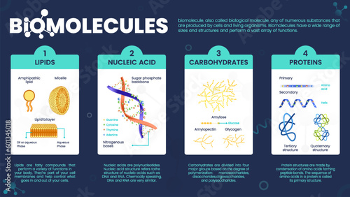 Biomolecules or Biological molecules infographics with Types of molecules Carbohydrates, Lipids, Nucleic acids, Carbohydrates and Proteins- vector illustration