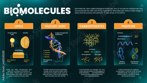 Biomolecules or Biological molecules infographics with Types of molecules Carbohydrates, Lipids, Nucleic acids, Carbohydrates and Proteins- vector illustration photo