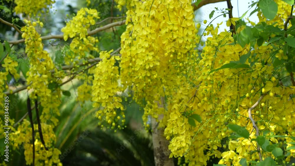 The beautiful flowering Golden Shower Rain Trees of the tropical climate of Thailand in full bloom. The beautiful flowering Golden Shower Rain Trees of the tropical climate of Thailand in full bloom.