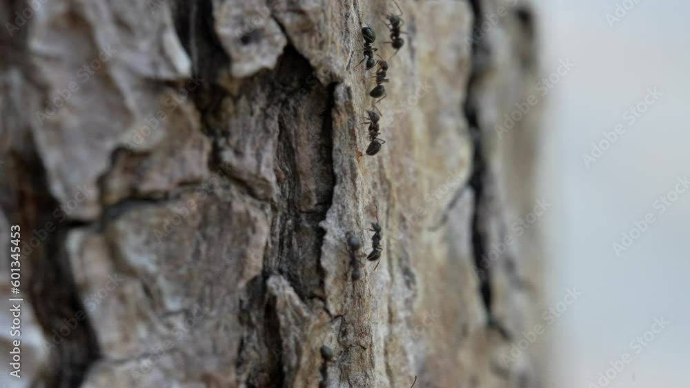 A slow motion macro video of ants going up and down the trunk of a tree. A slow motion macro video of ants going up and down the trunk of a tree.