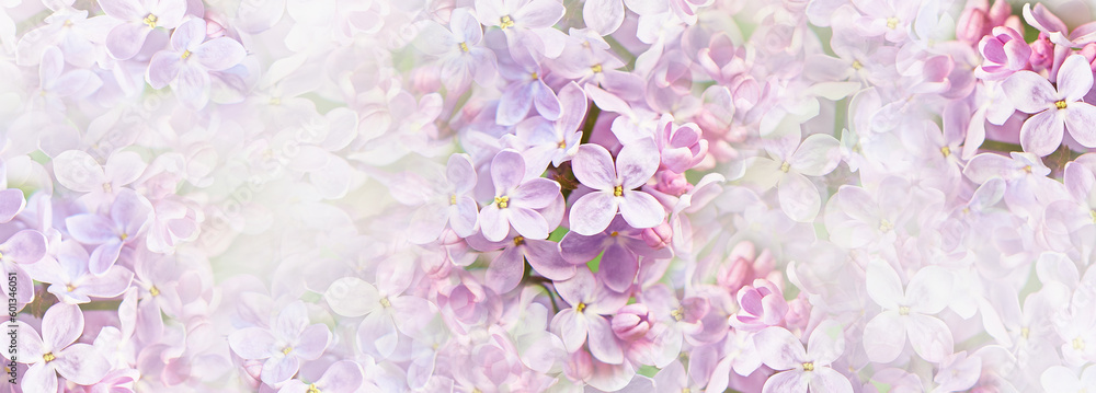 Spring background. Lilac flowers close up. Nature. Spring background. Lilac flowers close up. Nature.