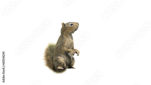 Squirrel with fluffy Fur in standing or jump pose isolated on transparent background. Closeup shot of Ground squirrel isolated on transparent background.  3d character Animal Concept. photo