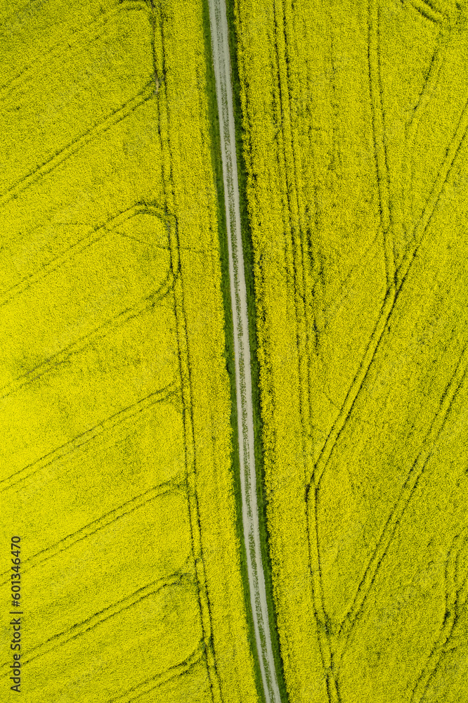 Yellow rape fields with road, aerial drone view
