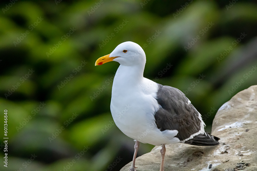 Fototapeta premium seagull on the beach