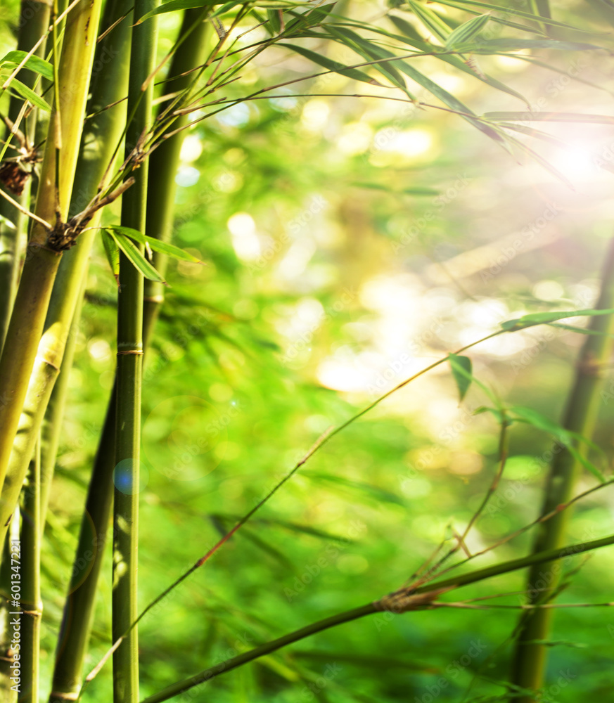 Obraz premium Nature, sun and bamboo plant in forest for natural environment, ecosystem and plant background. Earth, sustainability and closeup of leaf for organic, gardening and ecology with sunshine in woods