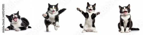 Animals pets cat banner panorama long - Collection of funny cute crazy laughing lying, jumping, standing, sitting white black cats, isolated on white background, Generative AI