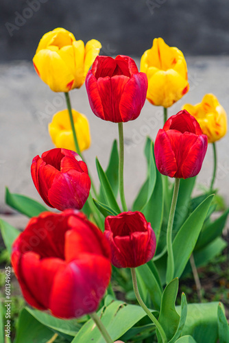 Colorful yellow and red tulips grow with green leaves on the plot. red and yellow tulips © diy13