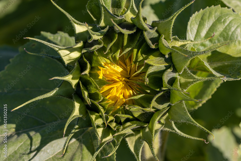 Beautiful blooming flowers sunflowers in the field Beautiful blooming flowers sunflowers in the field