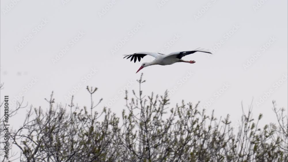 A White Stork approaching and landing on a tree A White Stork approaching and landing on a tree
