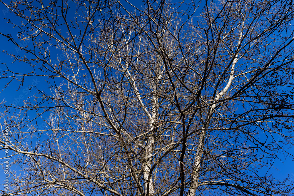 Obraz premium deciduous trees in the park in the early spring season