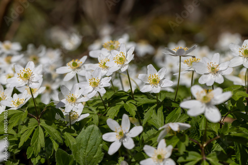 The first spring flowers growing in the forest