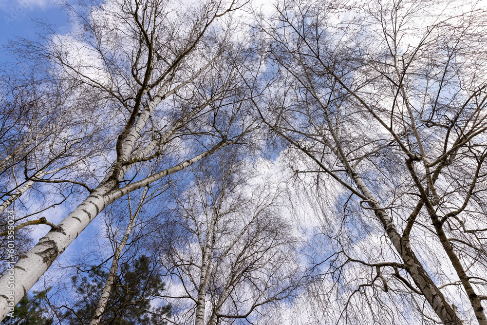 tall old birch during flowering and without foliage tall old birch during flowering and without foliage