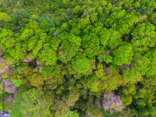 Tropical gree tree rain forest on island aerial view