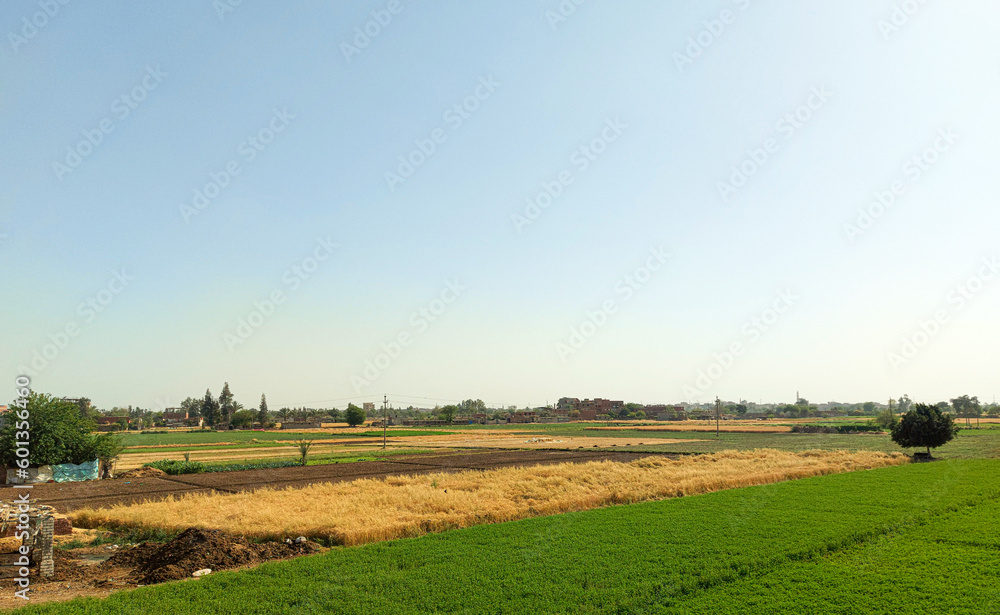 Panoramic view over Green and Golden ripe wheat fields and blue sky, countryside Egypt's Nile River Delta region