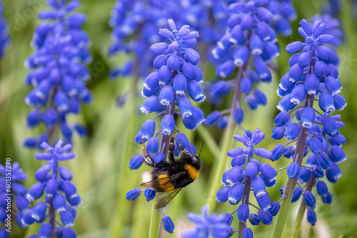 Cuadro en lienzo マルハナバチとムスカリ / Bumblebee and Grape hyacinth