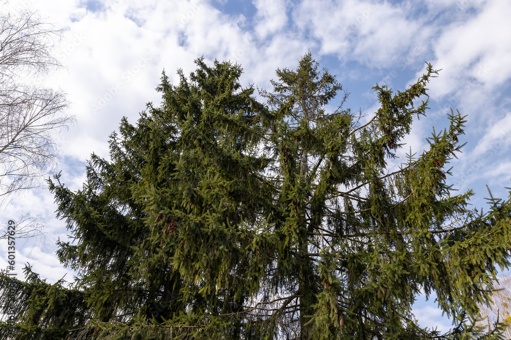 some of the trees ate in the spring season in cloudy weather some of the trees ate in the spring season in cloudy weather