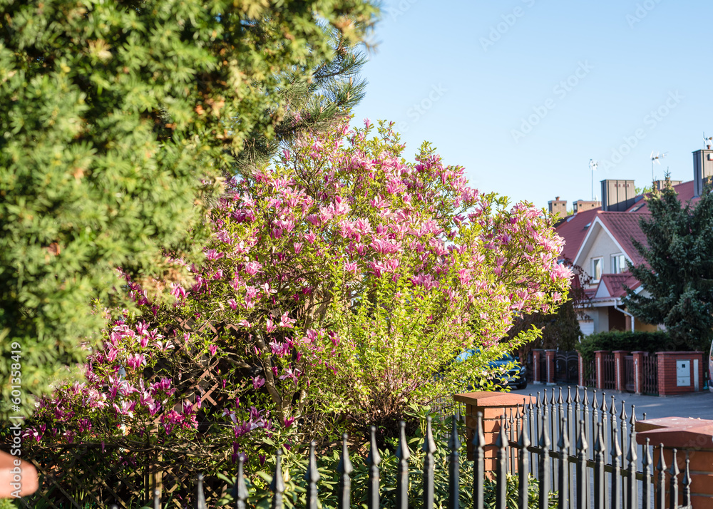 Gorgeous blooming pink magnolia in the private sector of Europe. Gorgeous blooming pink magnolia in the private sector of Europe.
