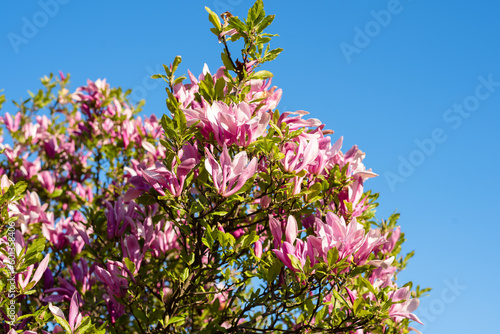 Gorgeous blooming pink magnolia against the blue sky. Long panorama banner. natural flower background