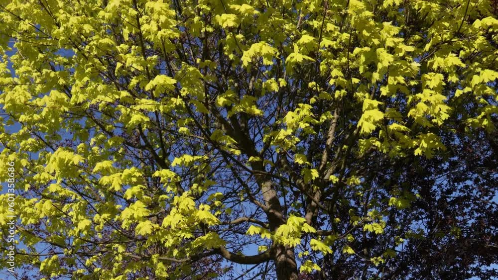 Fresh spring green maple leaves waving in the wind against a deep blue sky. Tilting up towards tree crown on a beautiful sunny day. Fresh spring green maple leaves waving in the wind against a deep blue sky. Tilting up towards tree crown on a beautiful sunny day.