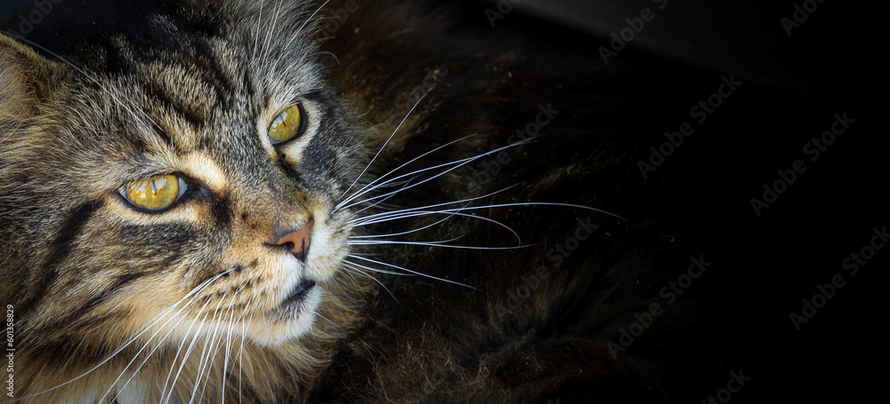 cat portrait with black background created using generative AI tools