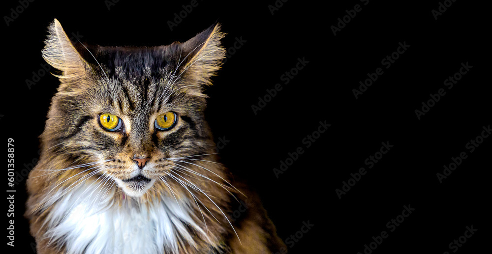 Fluffy cat with bright eyes on black background created using Generative AI tools
