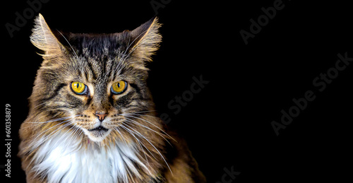 Obraz na płótnie Fluffy cat with bright eyes on black background created using Generative AI tools w salonie