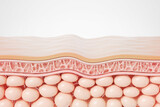 saggy skin layer and skin cells, 3D rendering.